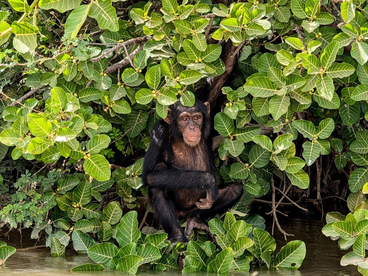 REISVERSLAG DAG 41 T/M&nbsp;50